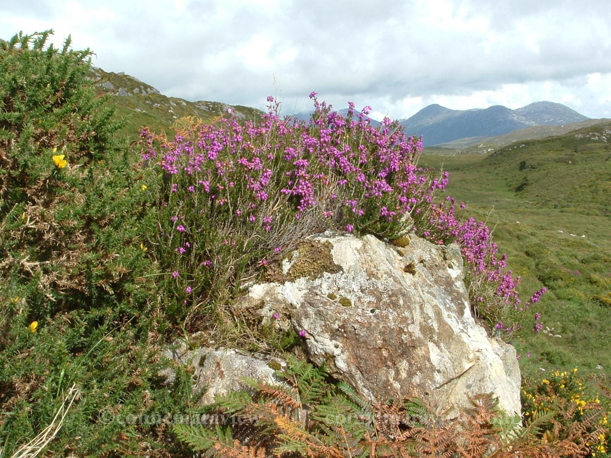 Errismore House Clifden Exteriör bild